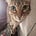 Custos's avatar