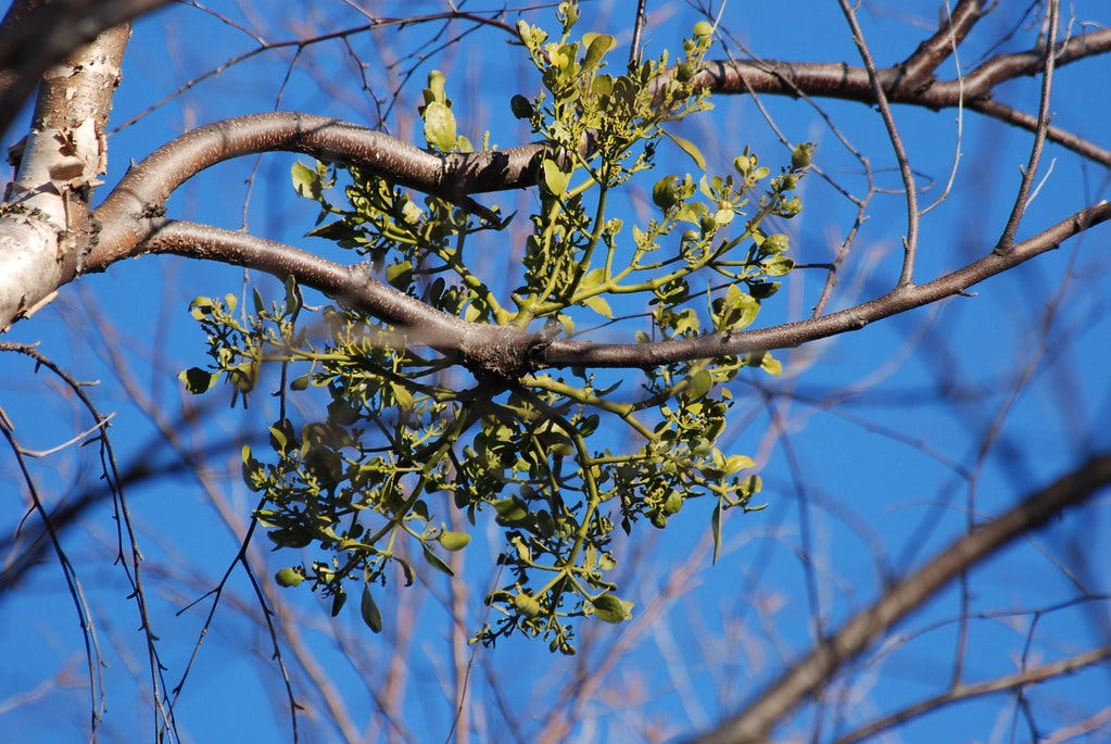 Mistletoe | Mistletoe on a birch ? I didn't know river birch… | Flickr
