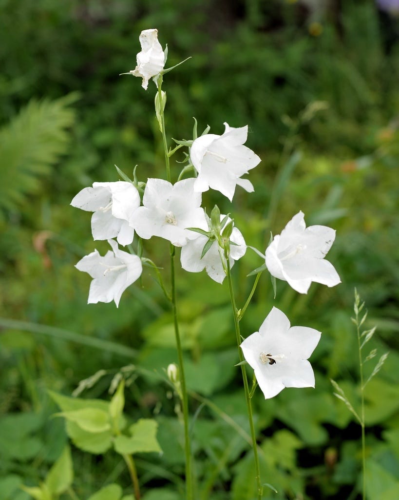 Peach-leaved Bellflower - Campanula persicifolia Peach-leaved Bellflower - Campanula persicifolia