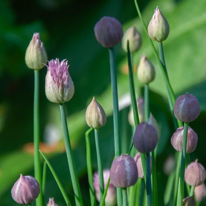 Diptych. Green stems with purple 'bulbs' at the top.