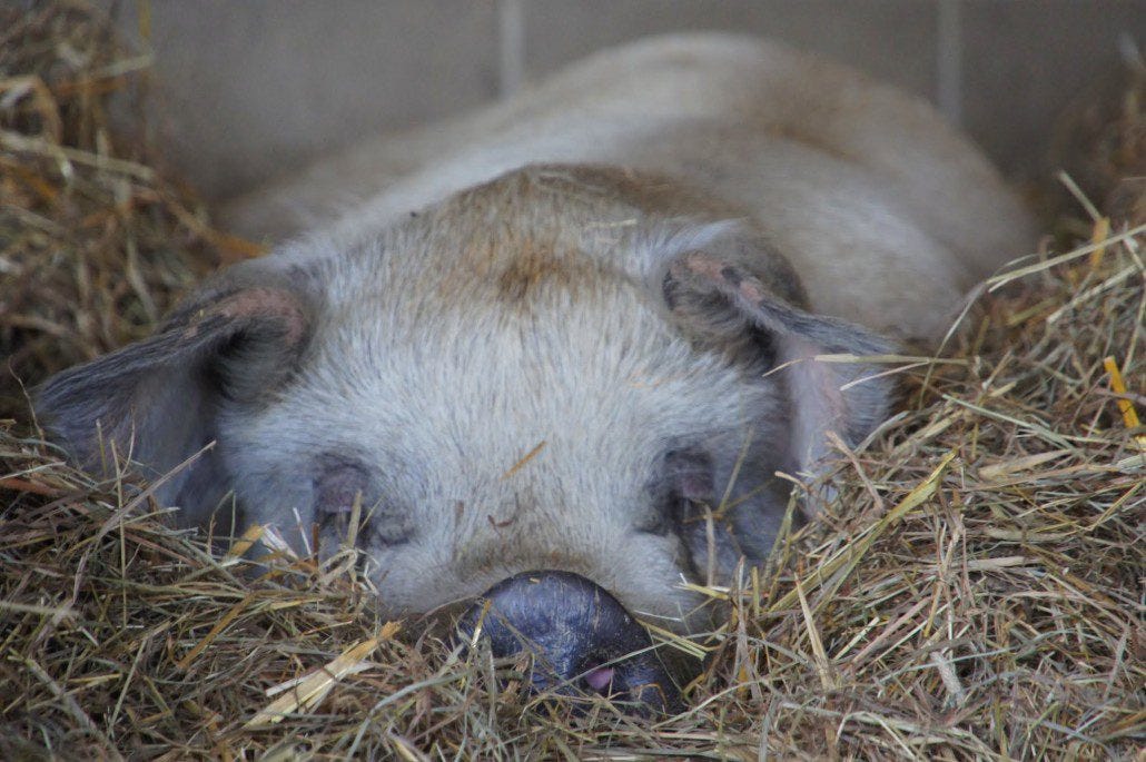 A pig nestled into hay at Farm Sanctuary. A pig nestled into hay at Farm Sanctuary.