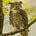 Owl Green's avatar