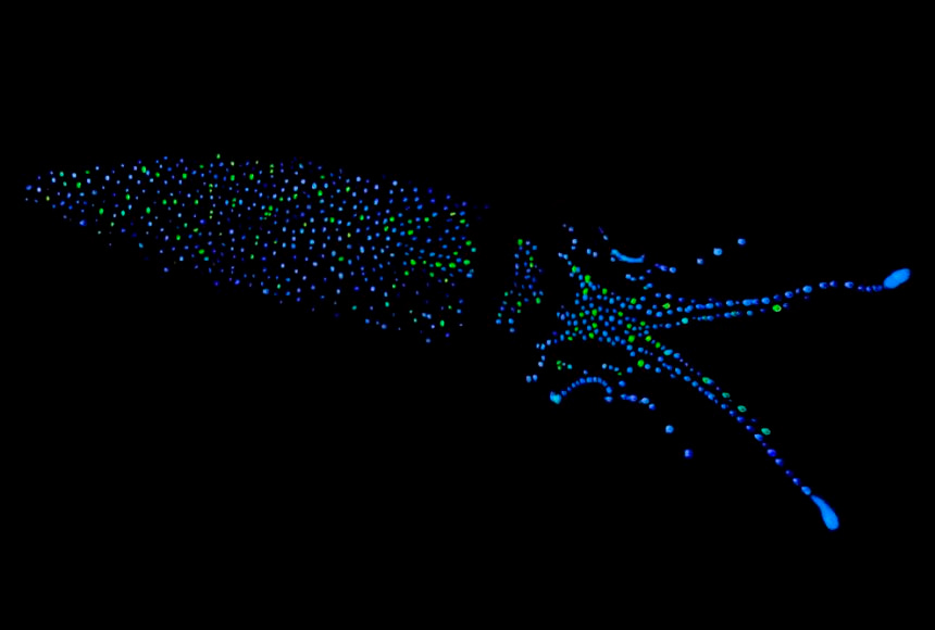Firefly Squid