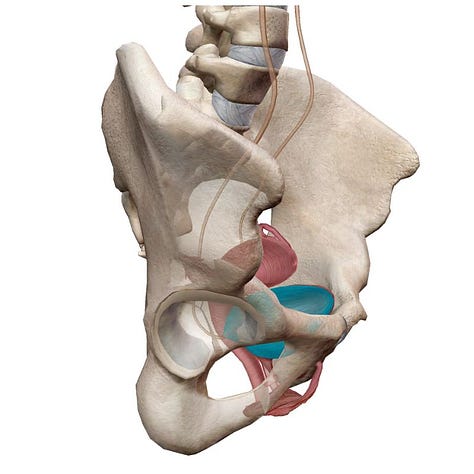 third ventricle, right atrium, bladder