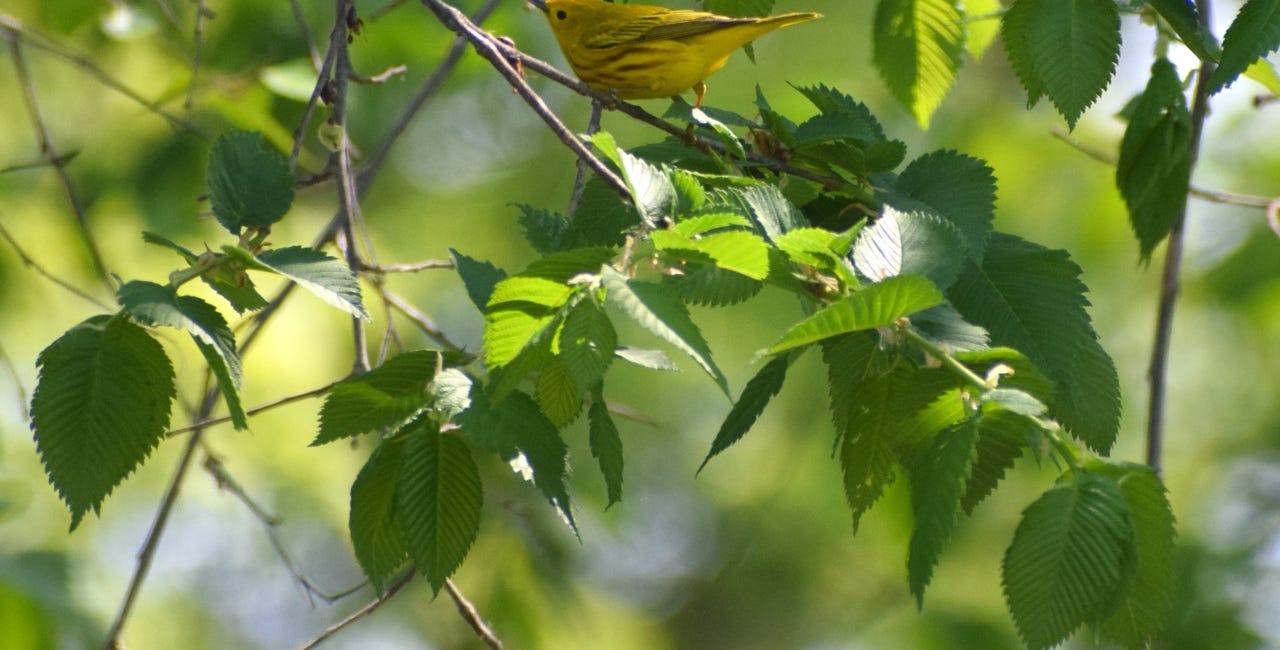 The American Elm and its importance for warblers