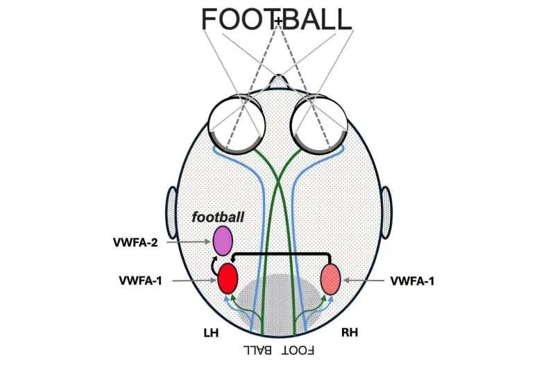 A diagram showing a head from above as the word "FOOTBALL" enters the eyes. Dashed sight lines pass from the word through the two eyes, and colored neural pathways trace back to regions at the rear of the brain. Three labeled ovals mark word-recognition areas: a purple "VWFA-2" linked to the whole word football, and two red "VWFA-1" regions in the left hemisphere (LH) and right hemisphere (RH). Arrows connect the VWFA-1 areas to VWFA-2, illustrating how the brain parses a written word into parts before recognizing the whole.