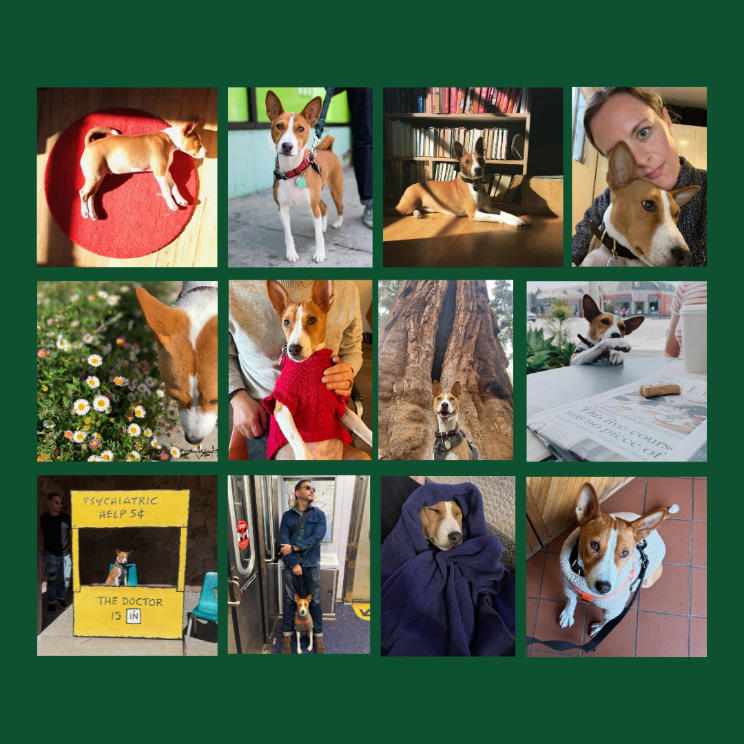 A Pup's Life in 12 Photos
