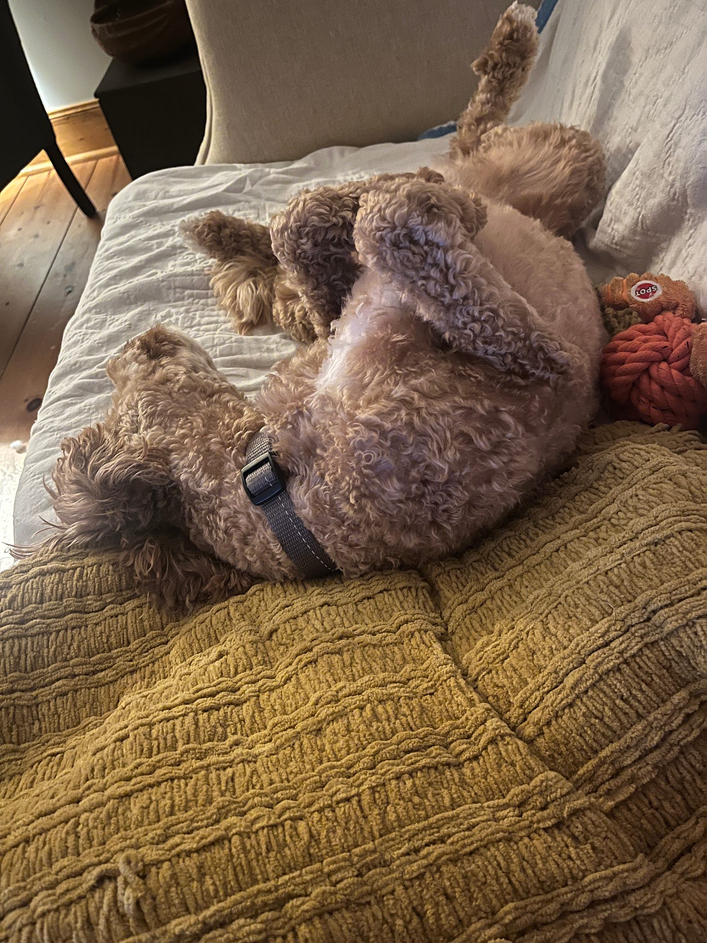 A small wirey haired dog lounging on its back A small wirey haired dog lounging on its back