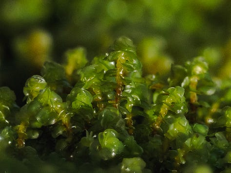Photogrpahs of a mass of liverworts