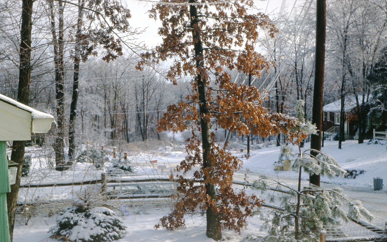 Snowy neighborhood with lots of trees