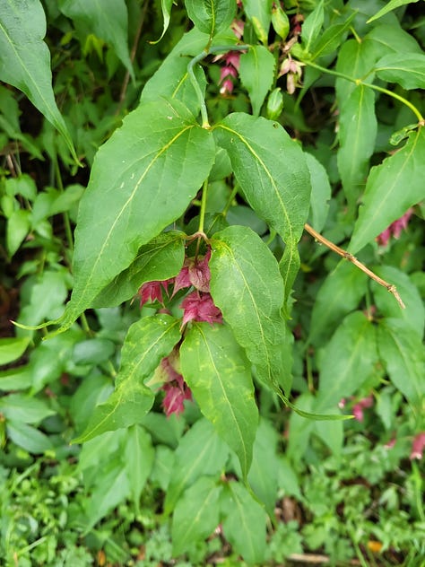 Nine pictures of grass, shrubs and trees.