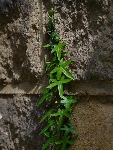 A series of photographs featuring plants and flora finding unusual places to grow