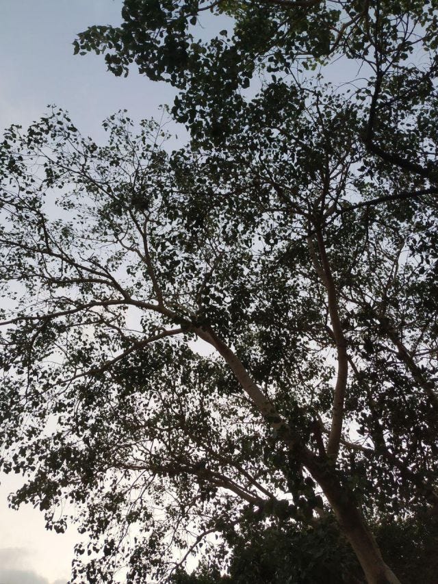 A shot from below of the foliage of leaves. A shot from below of the foliage of leaves.
