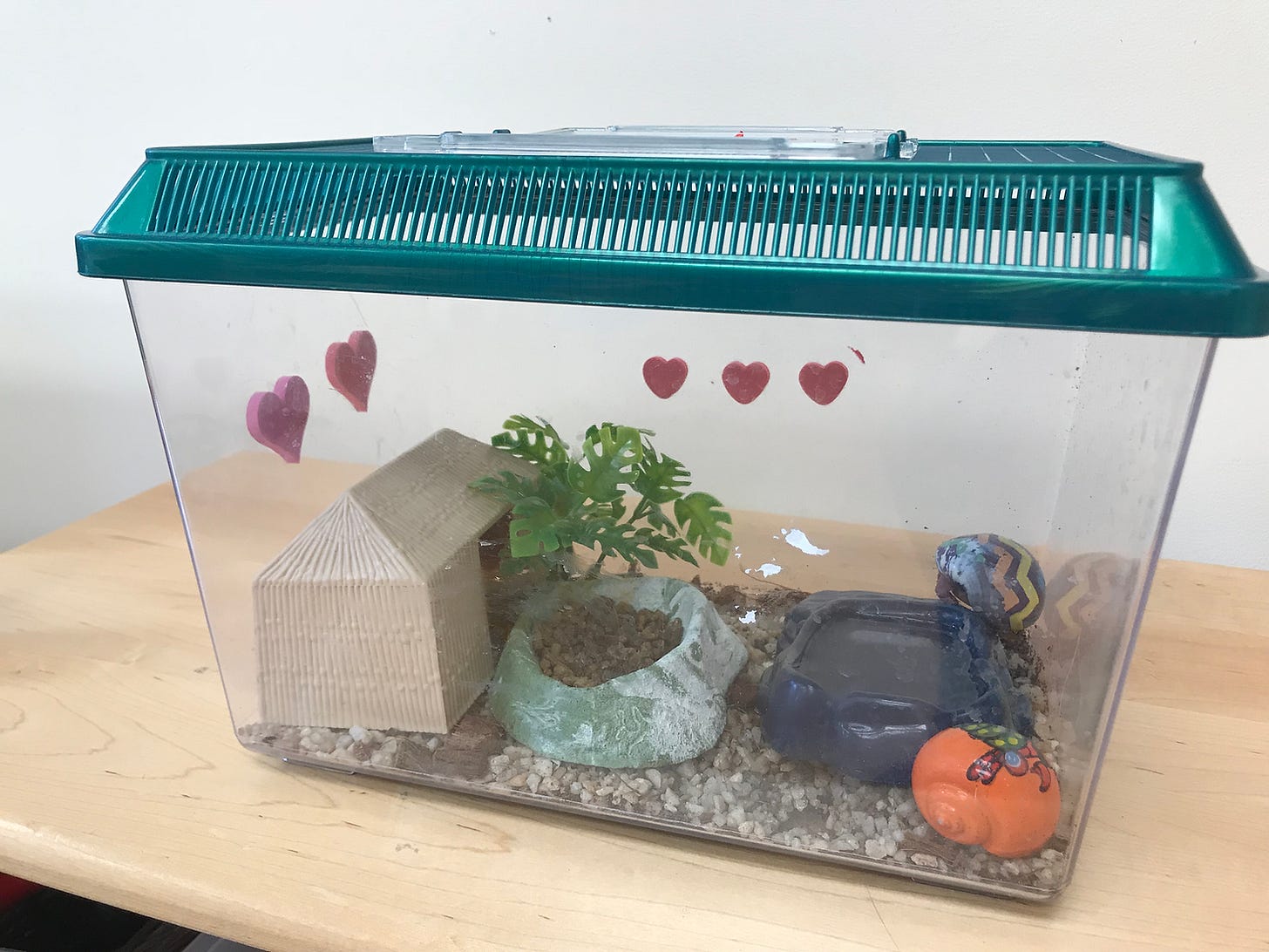 Hermit crab enclosure