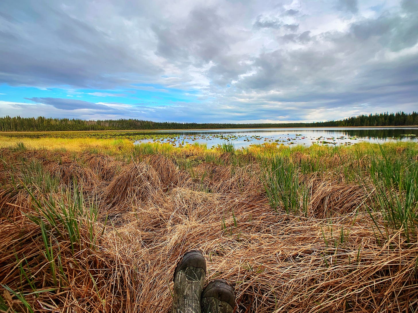 lake and grass