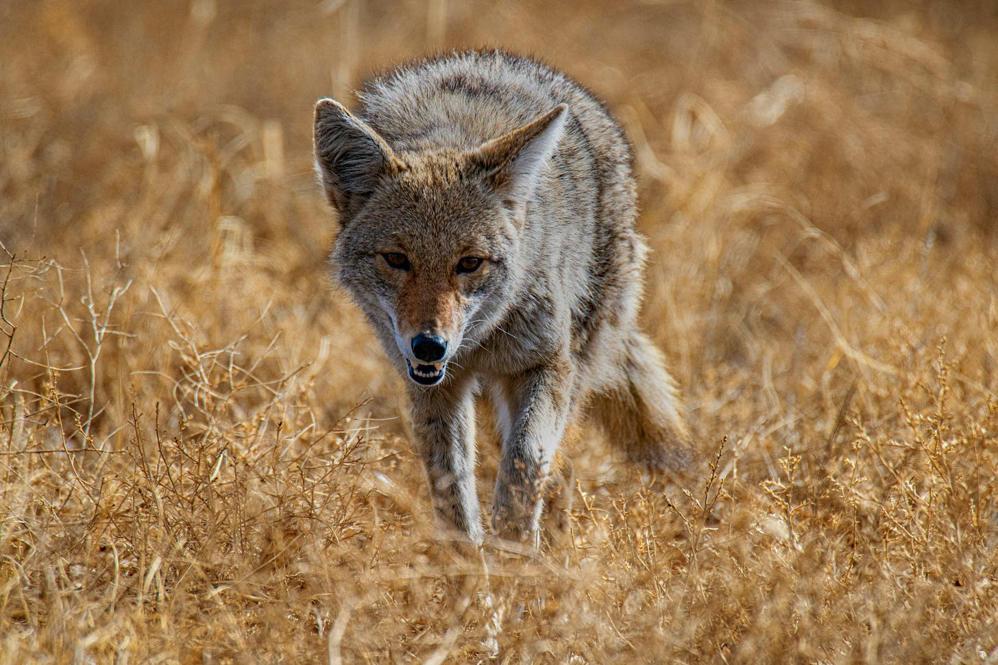 Coyote hunting in brown grass.