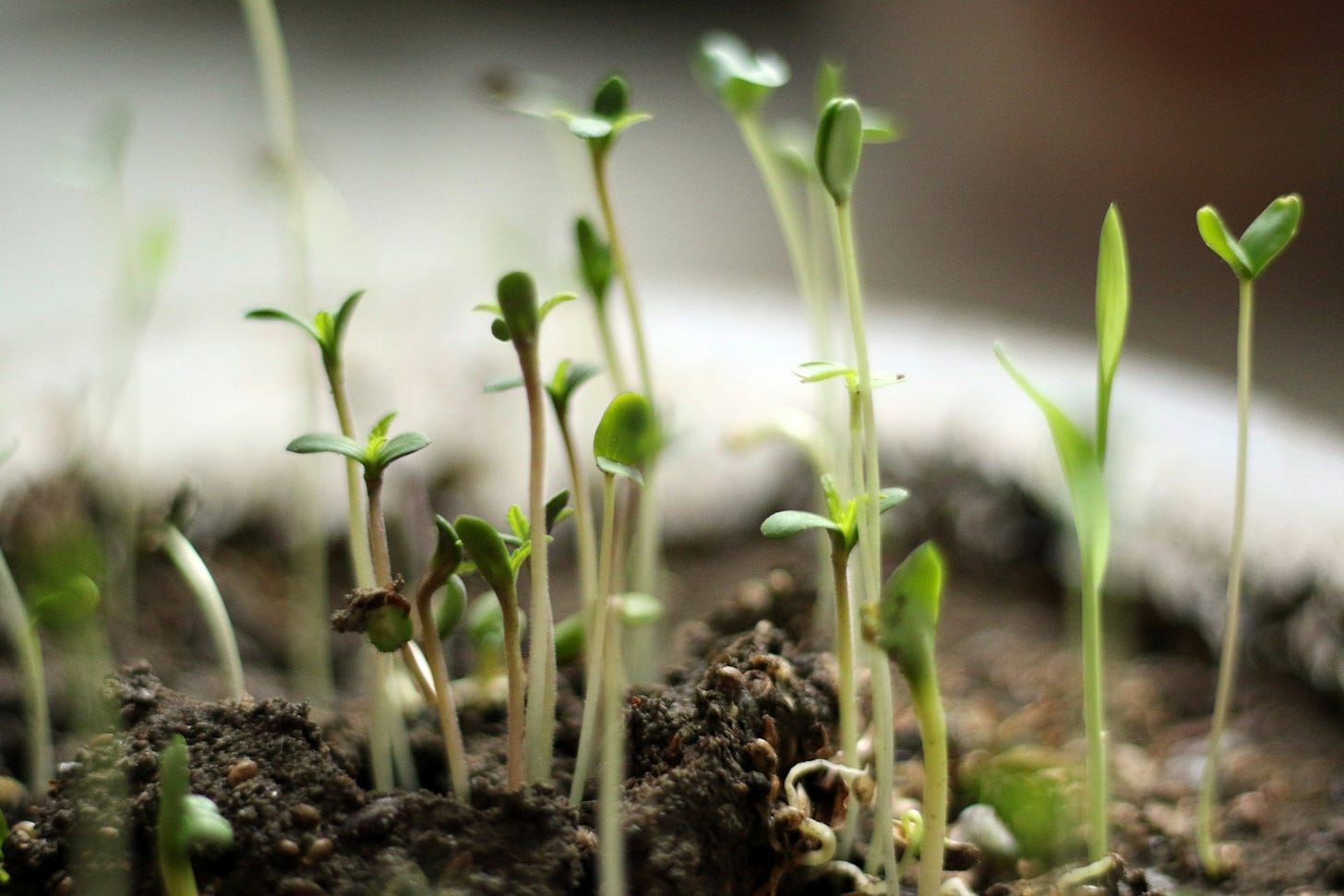 Tiny green seedlings pushing up through the soil - photo by Mubinuddoula Arefin on UnSplash