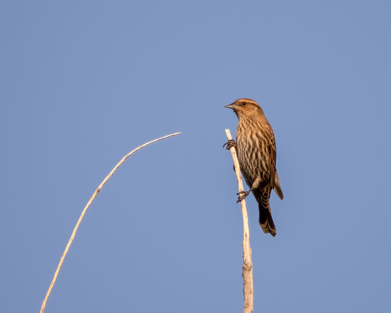 20241030-ElRio-294-Edit.jpg 20241030-ElRio-294-Edit.jpg