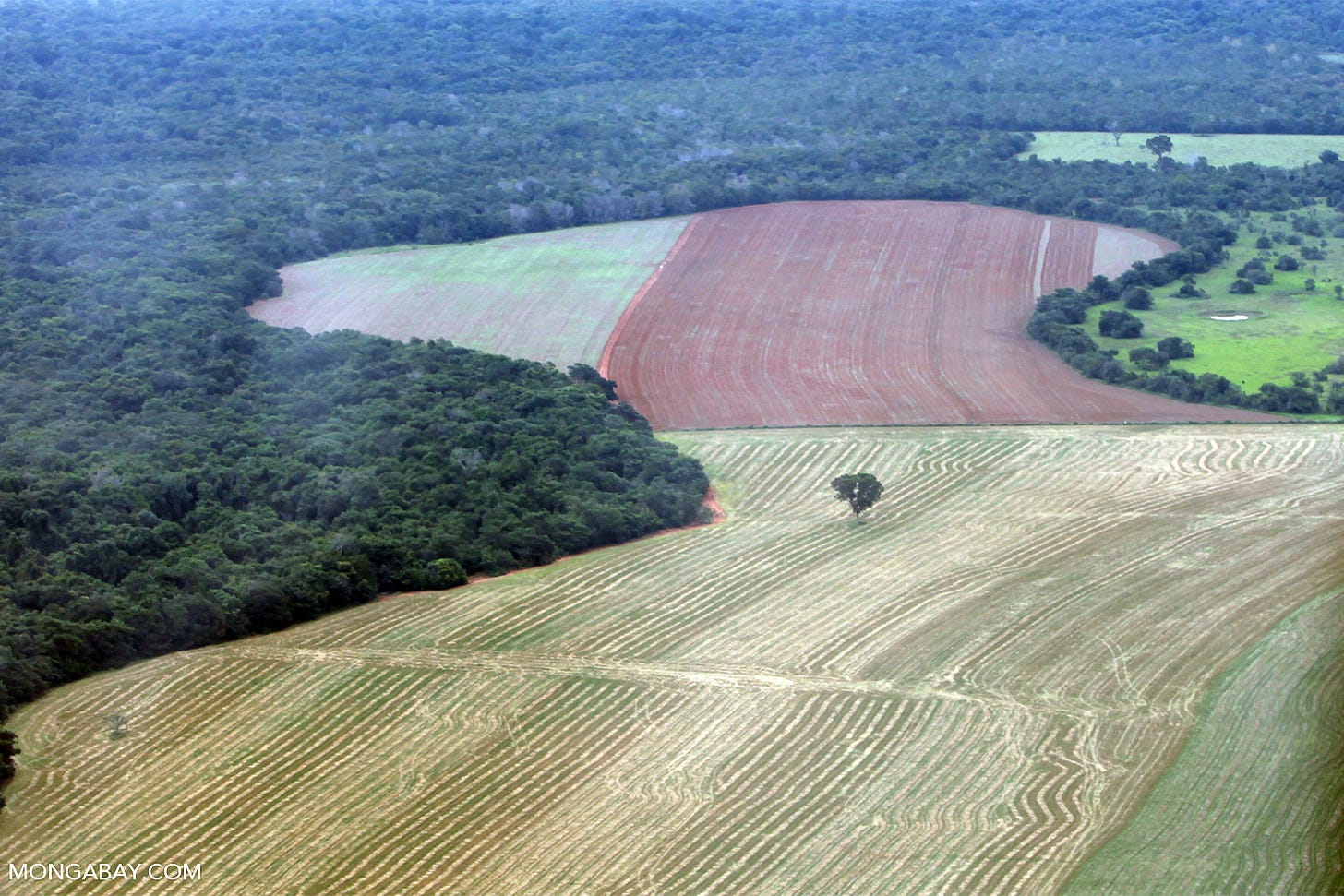 Amazon rainforest and cattle pasture.