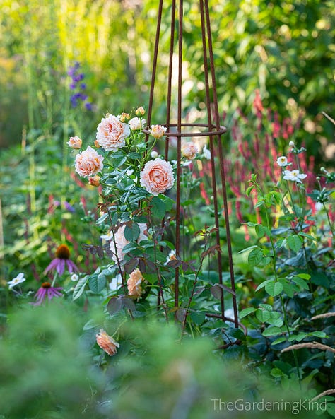 Garden roses in flower