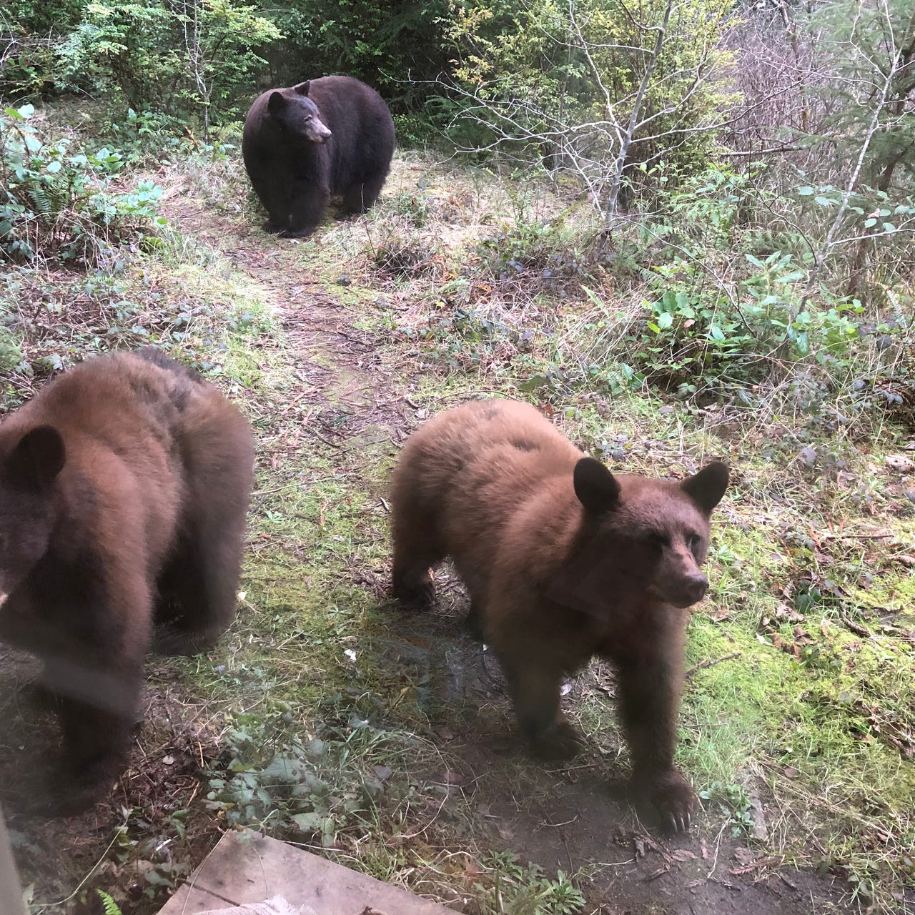 Derrick Jensen Reading Club