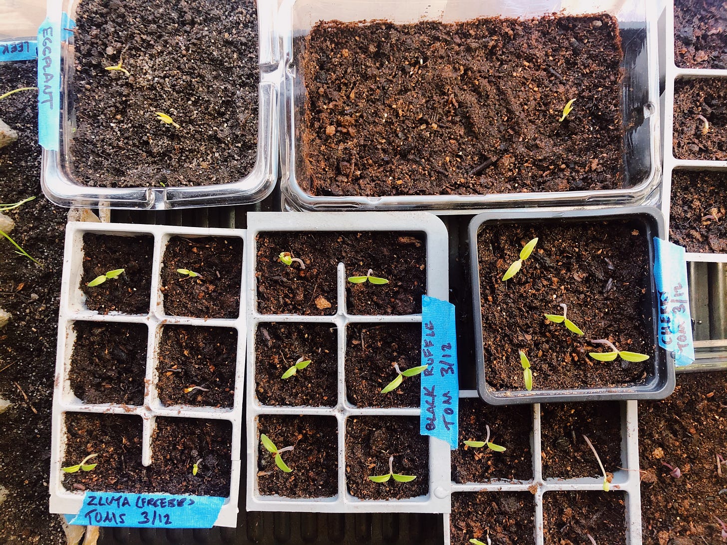 Tomato and pepper seedlings in seed-starting trays. Tomato and pepper seedlings in seed-starting trays.