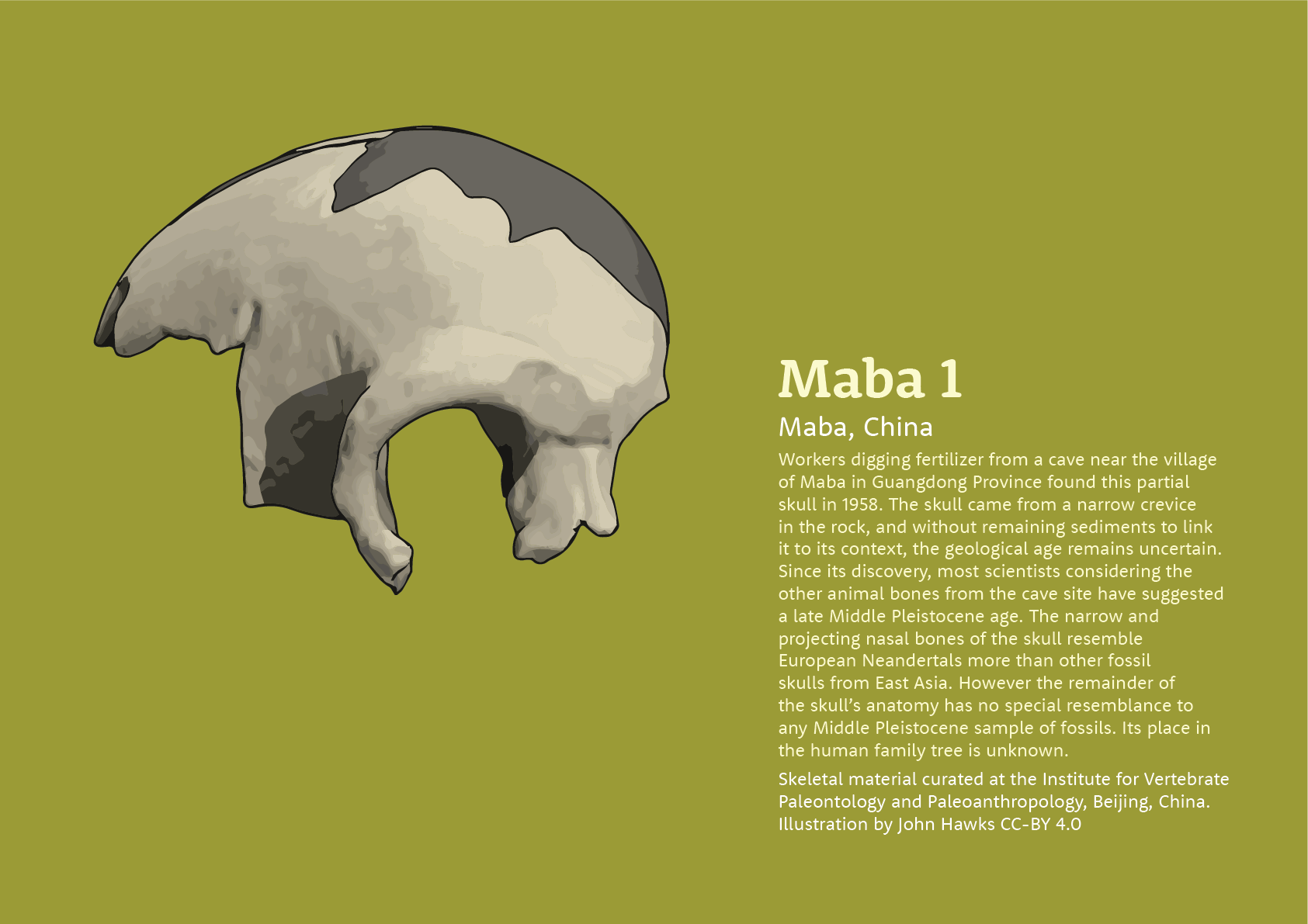 A look at the Maba hominin skull - John Hawks