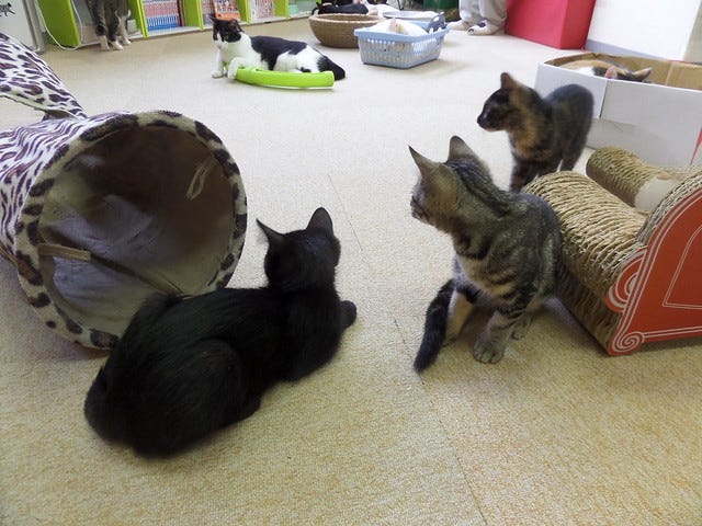 Asakusa Nekoen Cat Cafe Asakusa Nekoen Cat Cafe