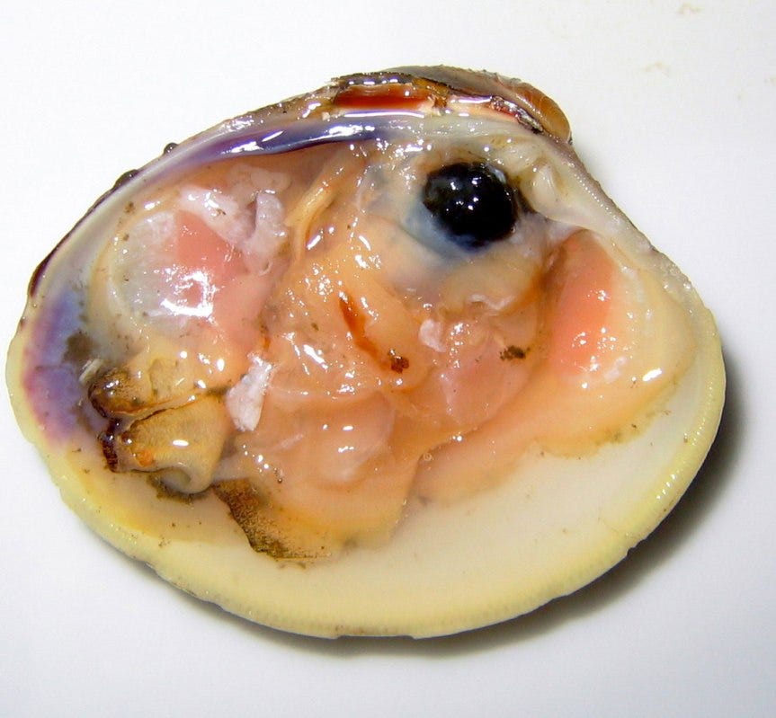 rawclam