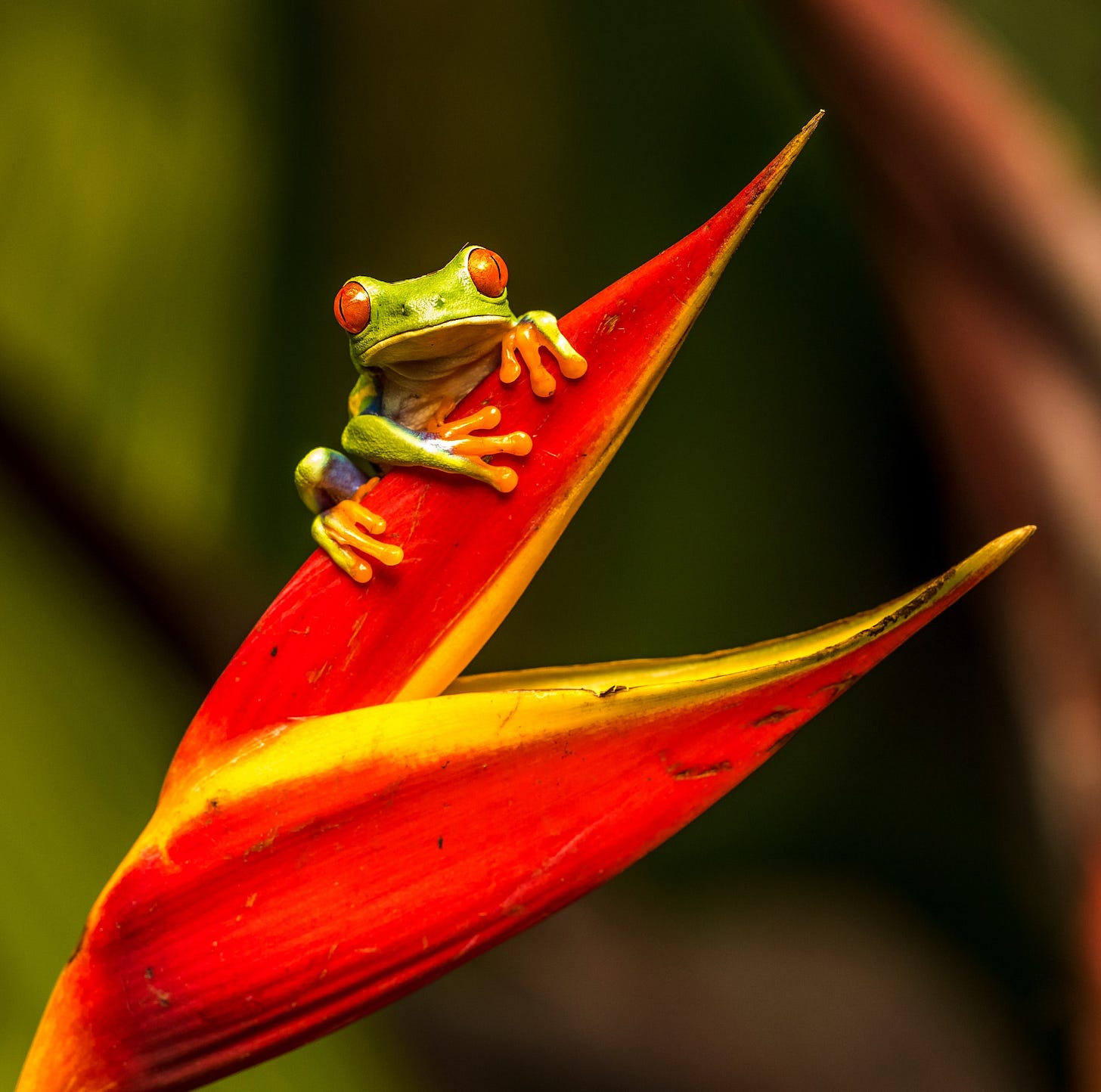 Daily Productive Sharing 351 - How to Eat a Frog? Daily Productive Sharing 351 - How to Eat a Frog?