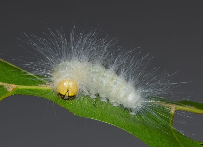 Laughter fig caterpillar Laughter fig caterpillar