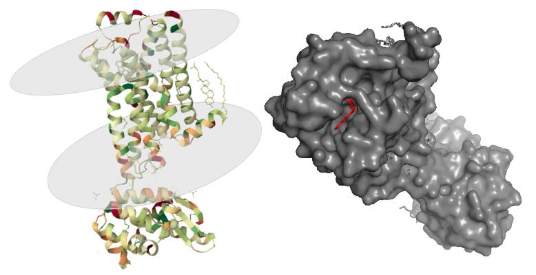 Two views of the β2 receptor. On the left, the 7 helices can be seen fitting in between 2 flat circles representing the boundaries of the cell membrane; on the right, the surface of the receptor is a glistening grey, with a pocket that shows in red the bound ligand.