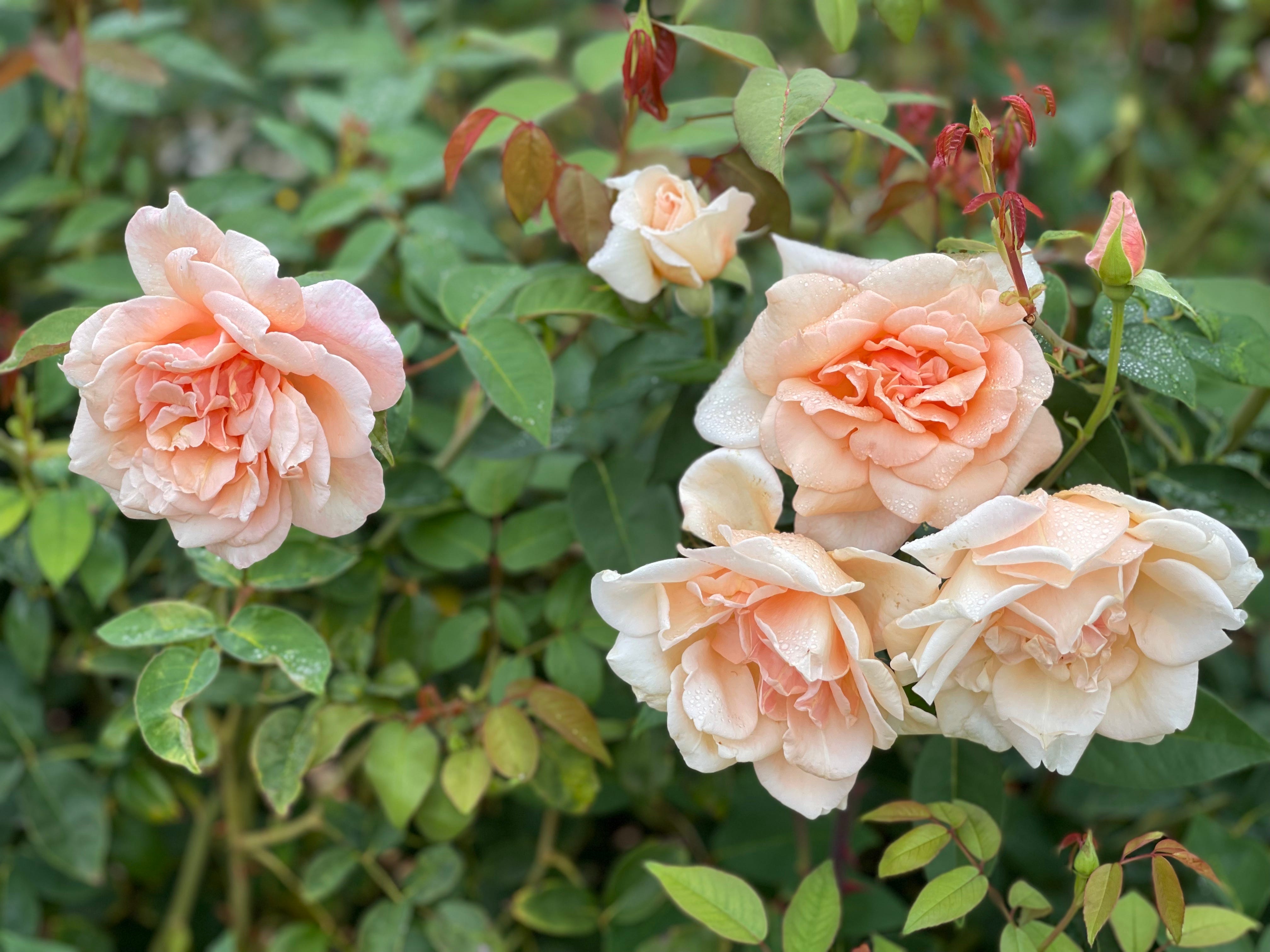 Welcome to Rose Notes on Substack