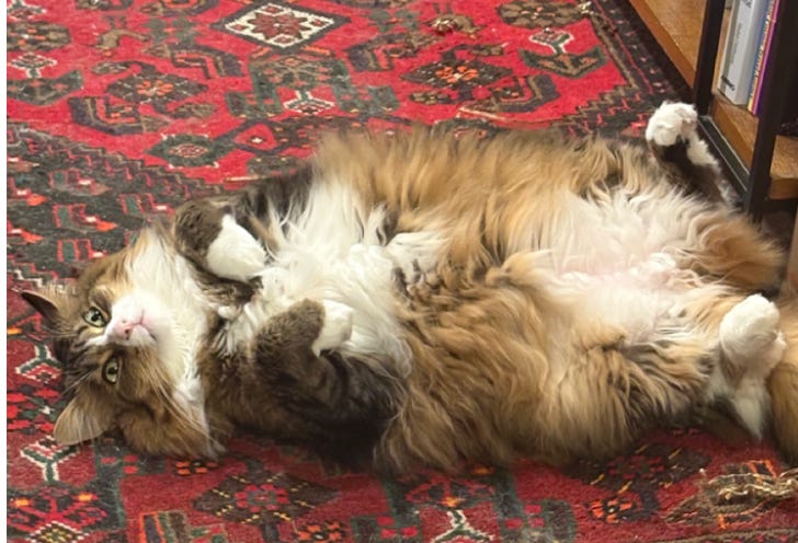 calico cat on his back on red patterned rug; much floof; startled weird green eyes; front paws in begging posture, belly white, back paws sticking out calico cat on his back on red patterned rug; much floof; startled weird green eyes; front paws in begging posture, belly white, back paws sticking out