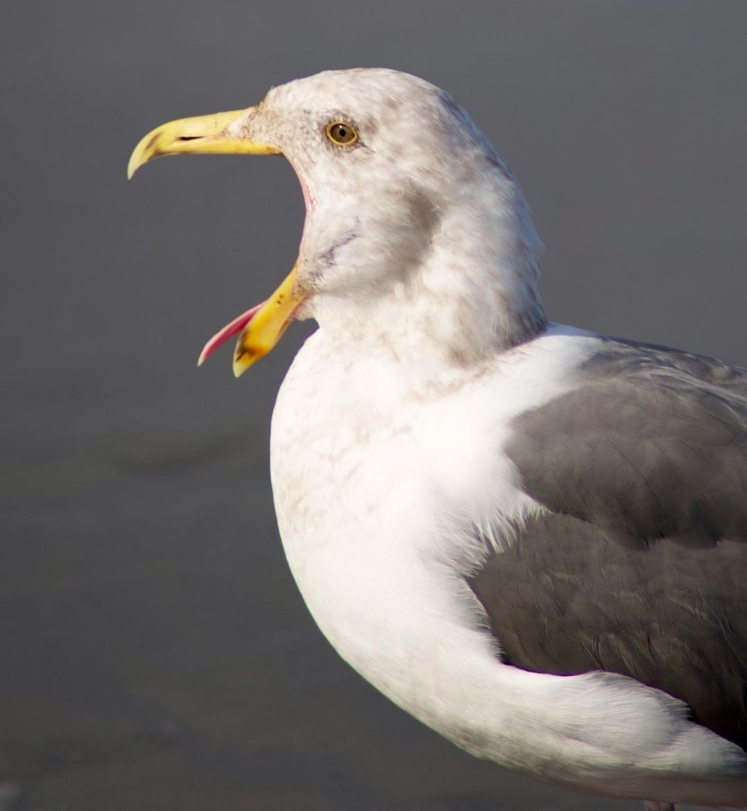 a white and black bird with a yellow beak