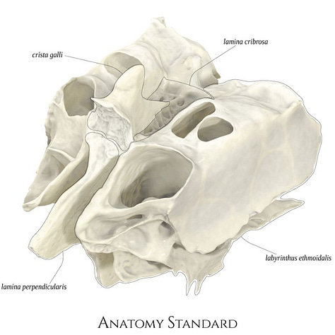 Ethmoid, skeleton, bones