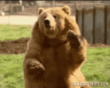 Bear GIFs | Tenor
