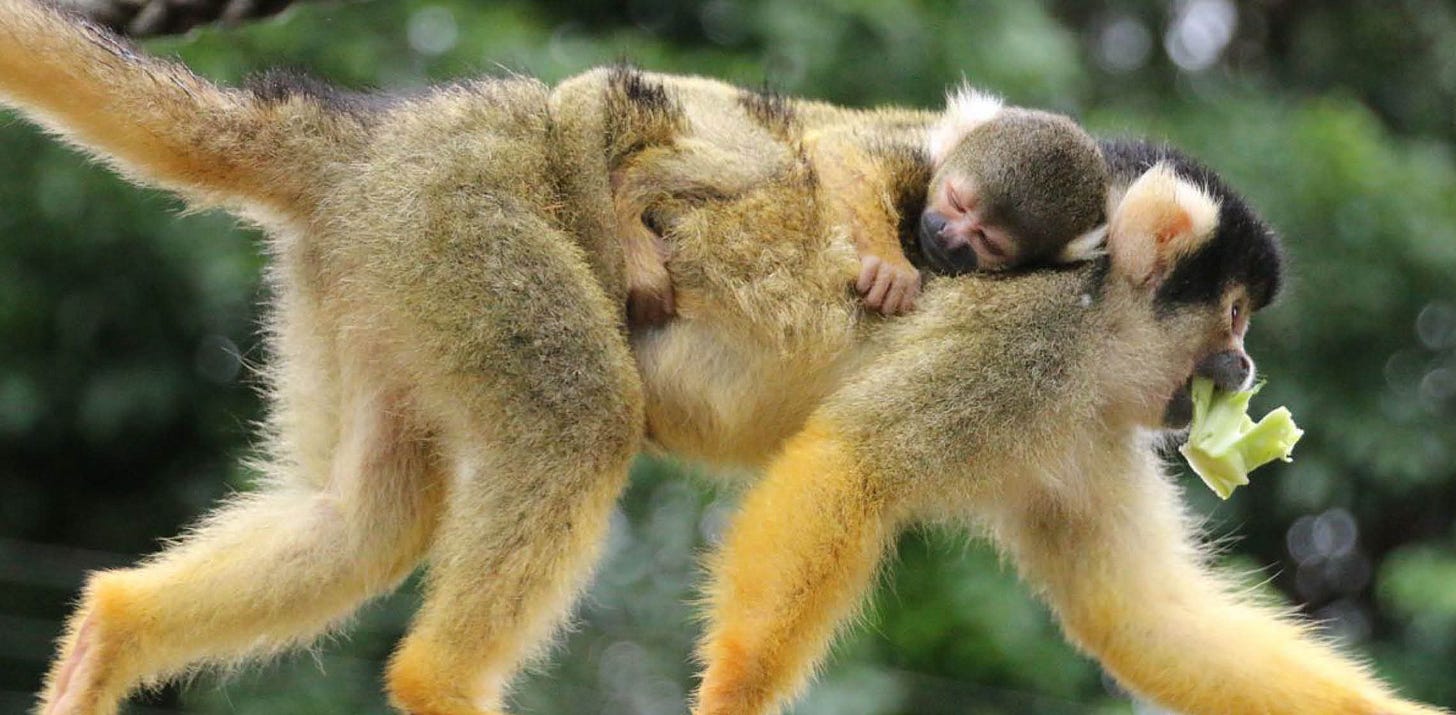 A Squirrel Monkey mother and its baby