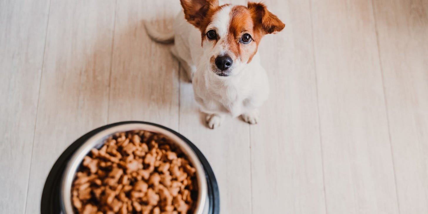 What Is Dogfooding, and How Does It Help Developers?