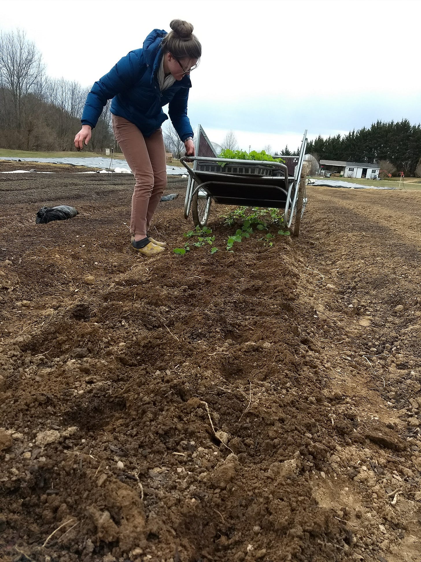  Transplanting baby kale with Philip early, early spring. We expected too much of them — the lingering cold and blistering winds proved too much for them. :( 