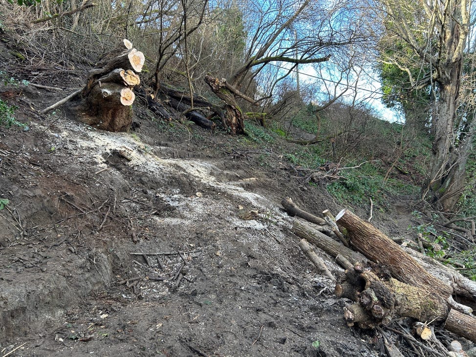 A group of animals in the dirt

Description automatically generated