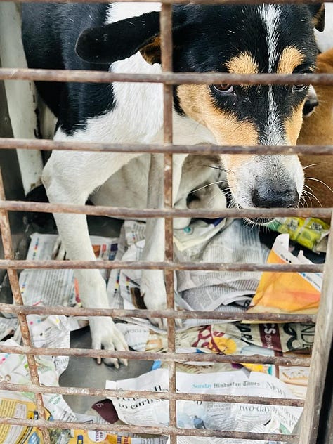 More photos of adorable doggies being transported for their spay/neuter and vaccination.