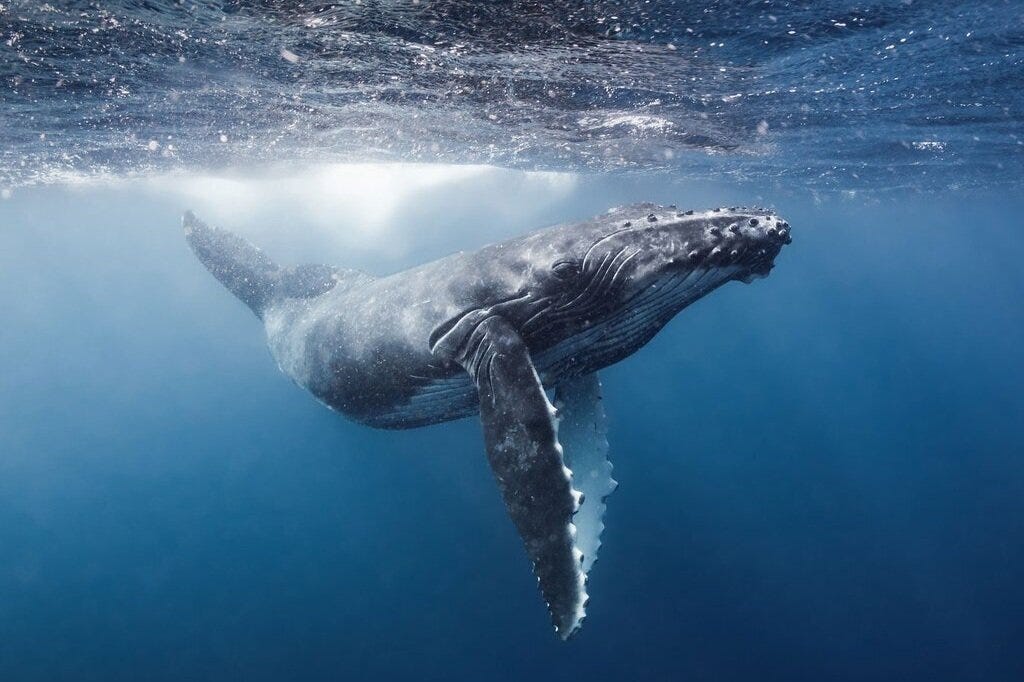 grant-thomas-humpback-04_1024x1024.jpg grant-thomas-humpback-04_1024x1024.jpg