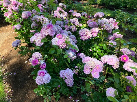 Roses and highlights from the International Rose Garden in Portland, Oregon