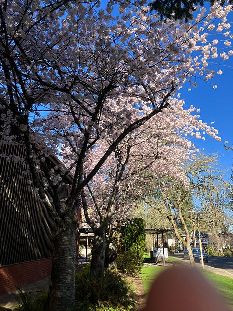 Cherry blossoms