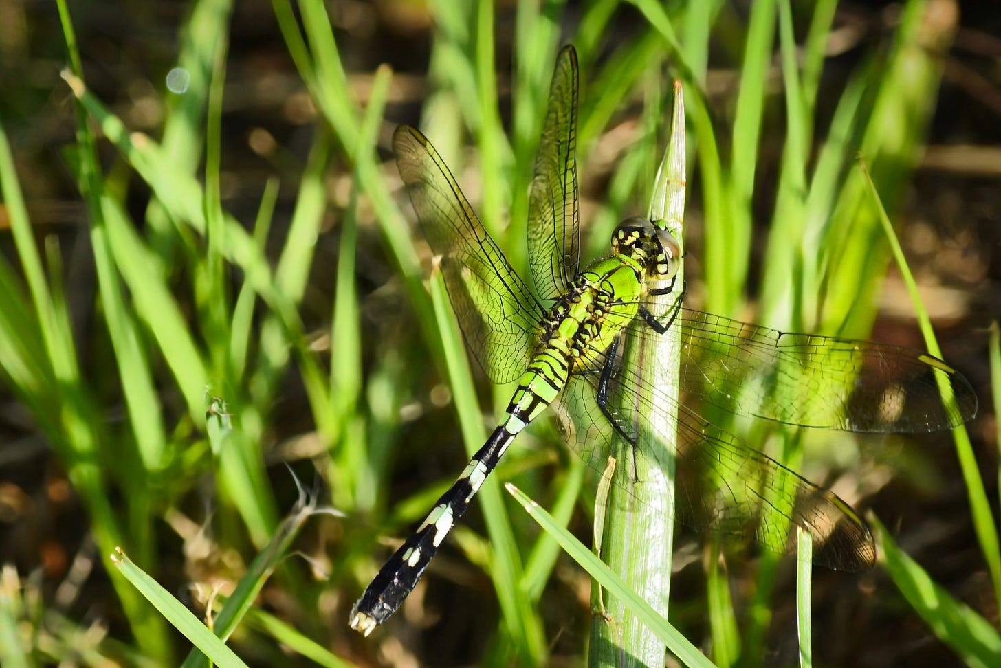 A green dragonfly nestled in the green grass