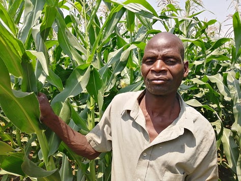 Some of the agriculture products of solar powered irrigation in Dowa and Balaka districts