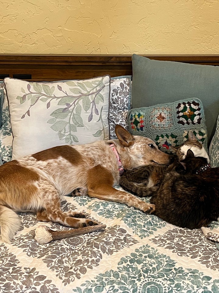 a red heeler dog cuddling with cats