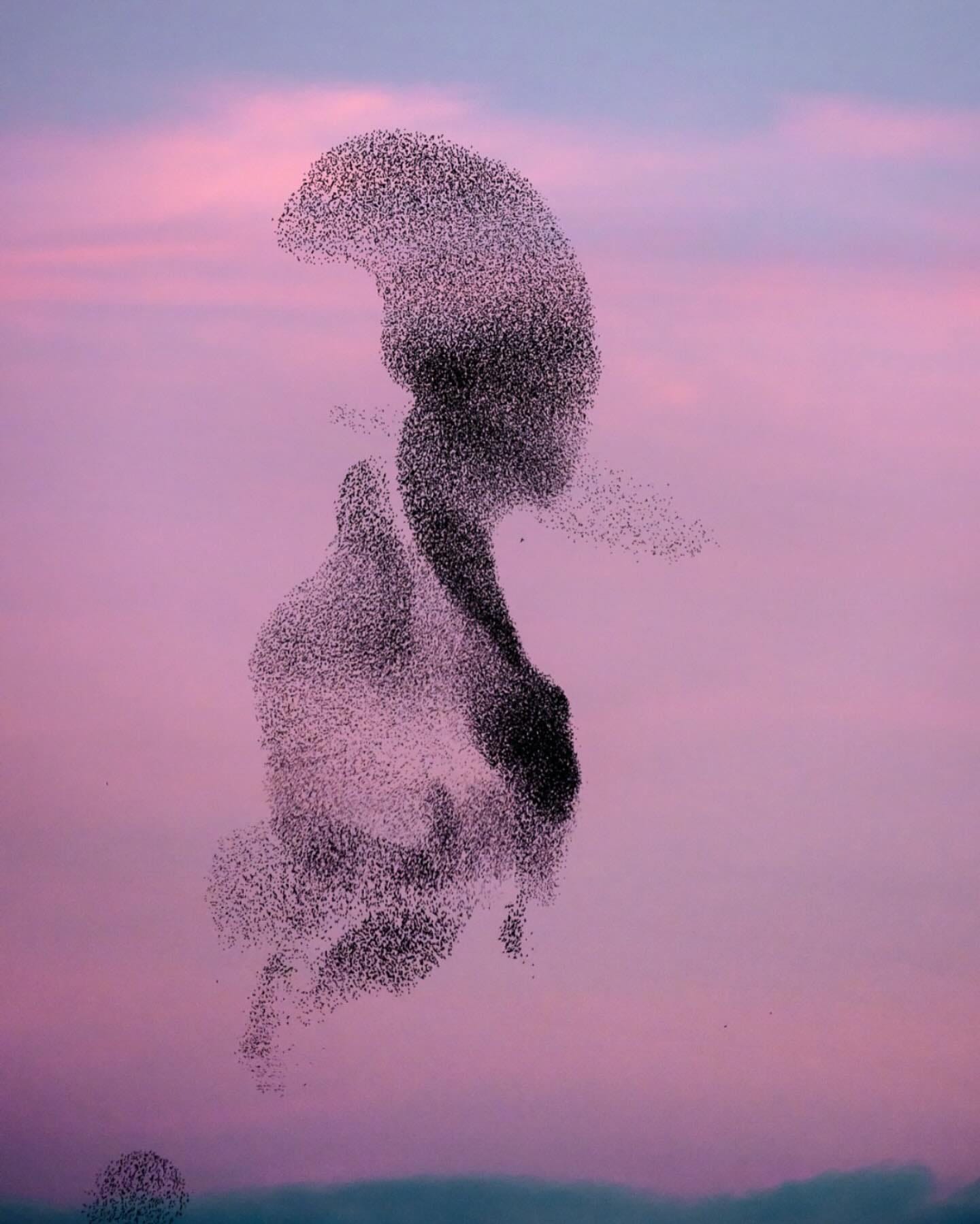 May be art of bird and text