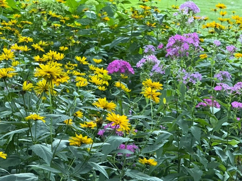 A group of flowers in a garden

AI-generated content may be incorrect.